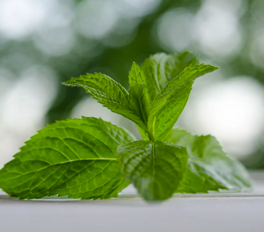 BreathFresh® Spearmint