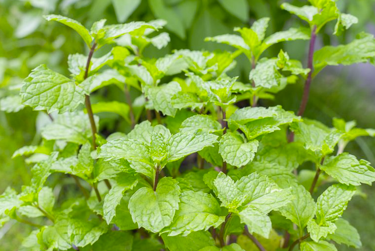 BreathFresh® Peppermint