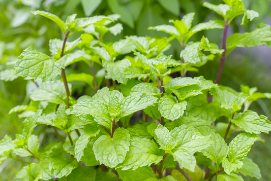 BreathFresh® Peppermint