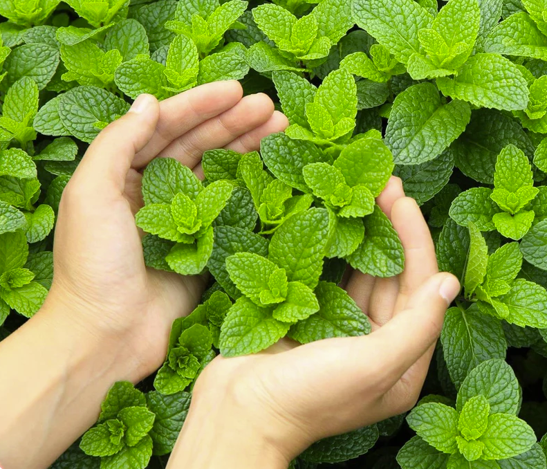 BreathFresh® Peppermint