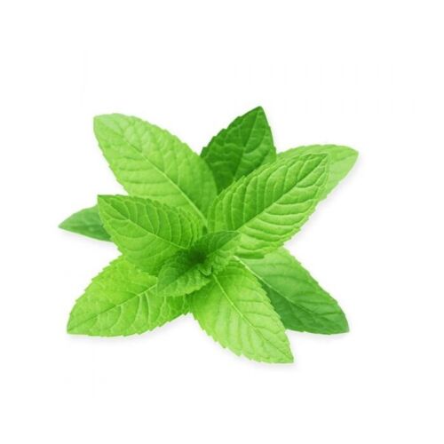 BreathFresh® Spearmint